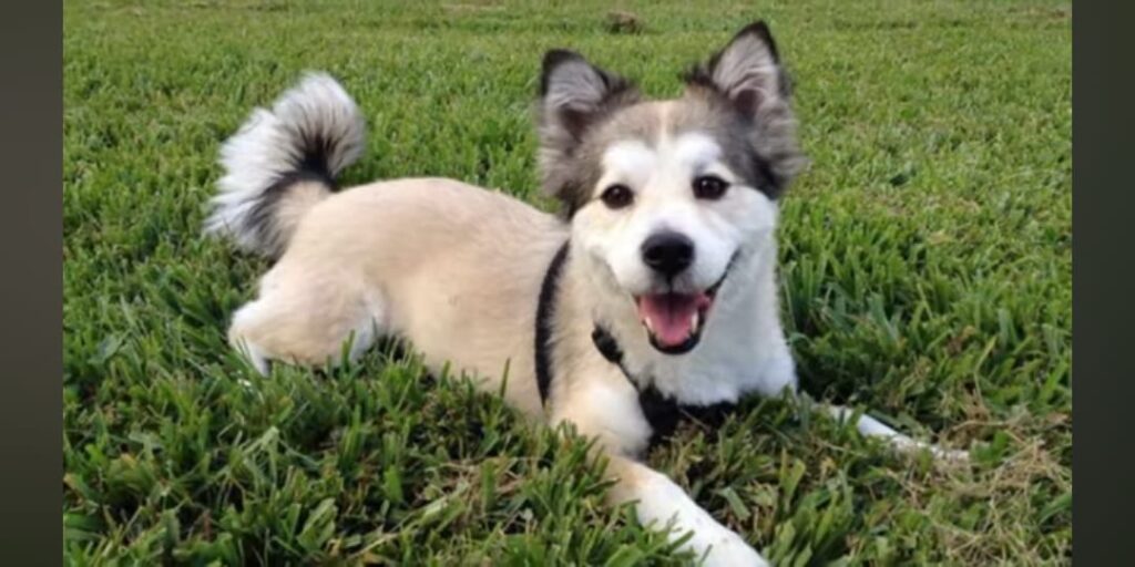Husky mixed with chihuahua