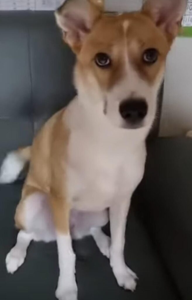 corgi beagle mix