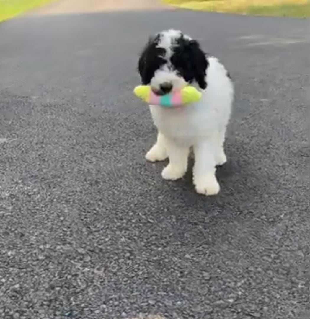 Black and White Labradoodle