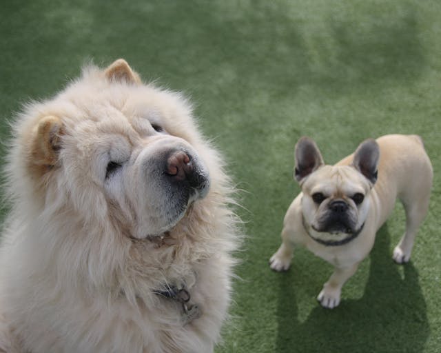 white chow chow