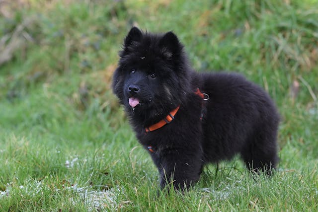 chow chow like dogs