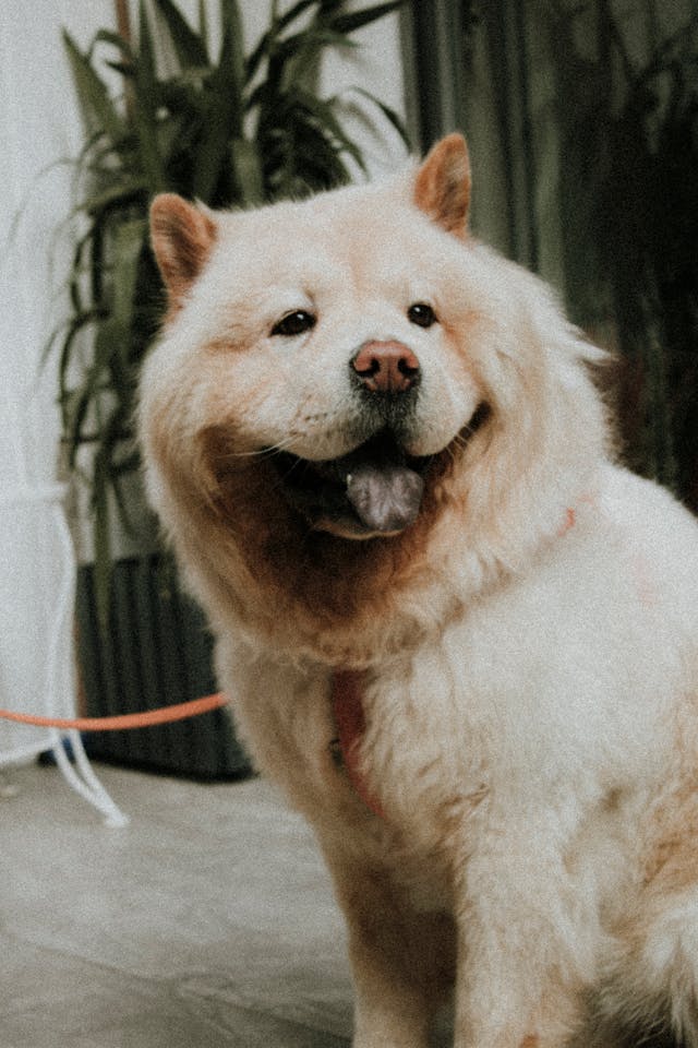 chow chow owners