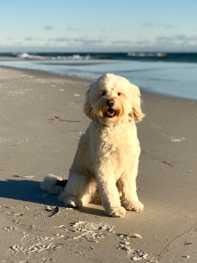 labradoodle lifespan