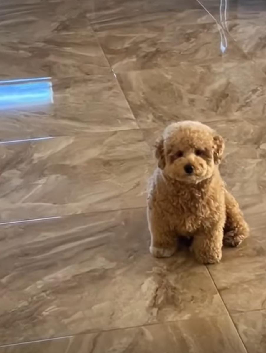 teddy bear labradoodle