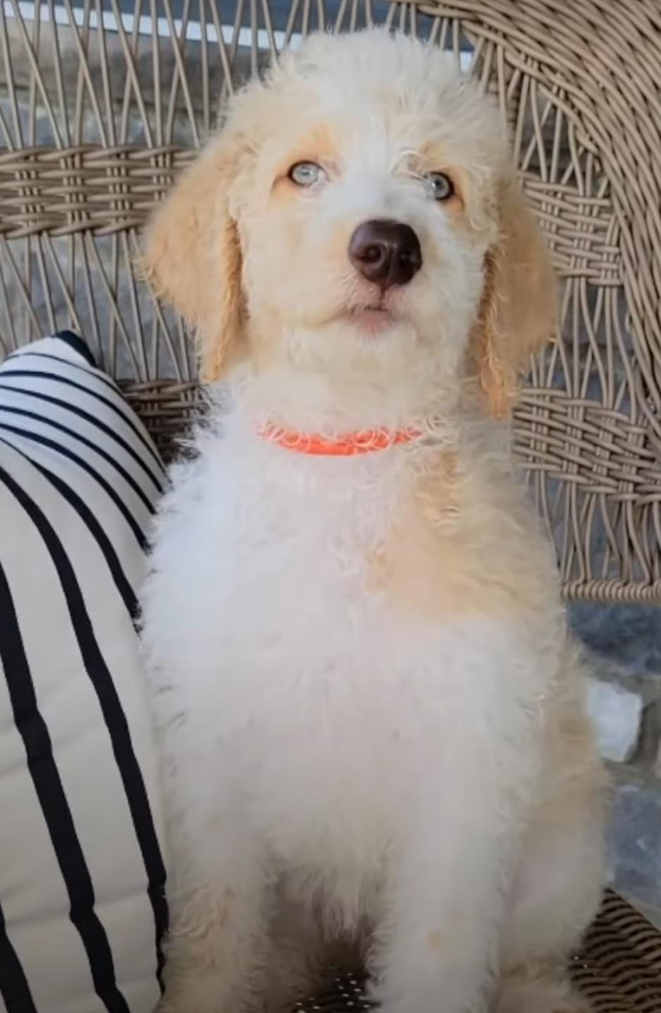 apricot labradoodle