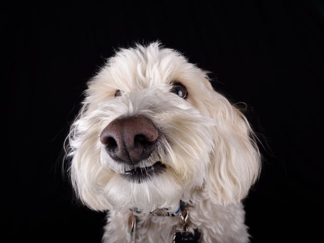 f1b labradoodle