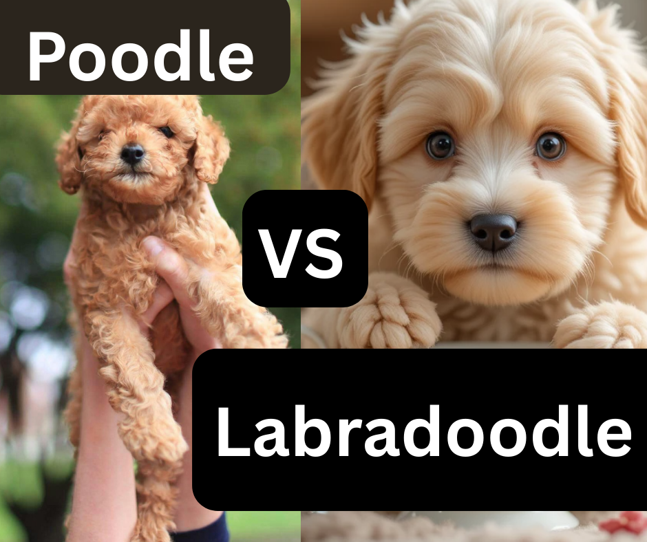 poodle vs labradoodle