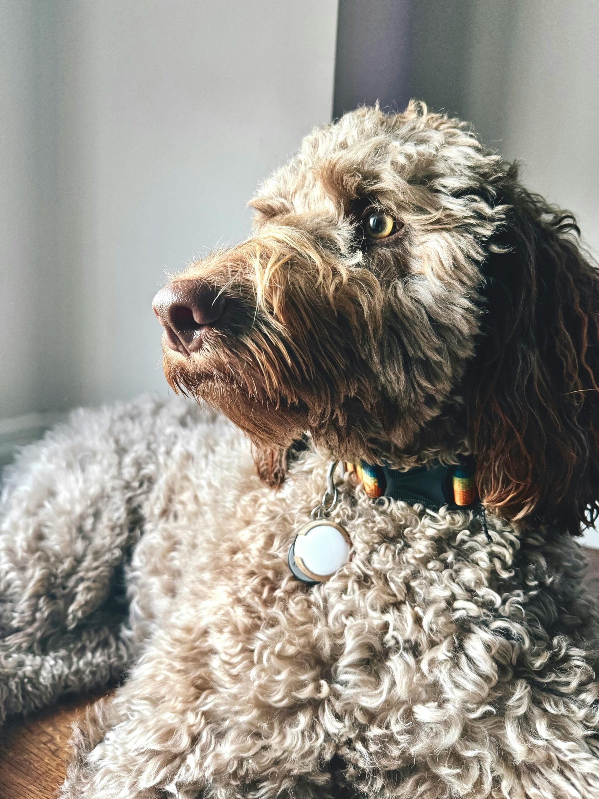 preparing your labradoodle's coat for winter