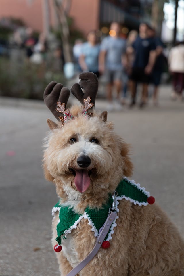 toy labradoodle