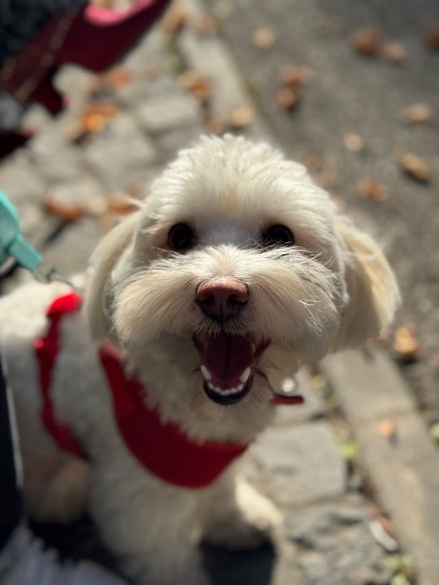 short labradoodle haircut