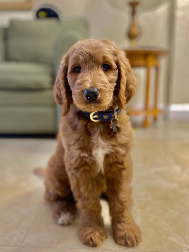 Preparing Your Home for a New Labradoodle Puppy